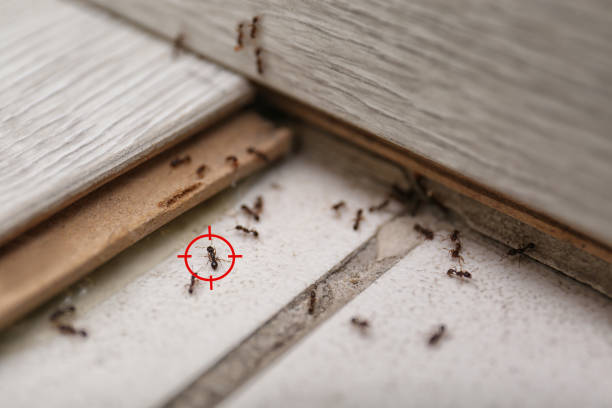 Best Best Pest Control Companies  in Brillion, WI