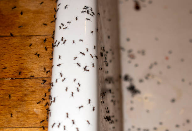 Best Cockroach Control Services  in Brillion, WI
