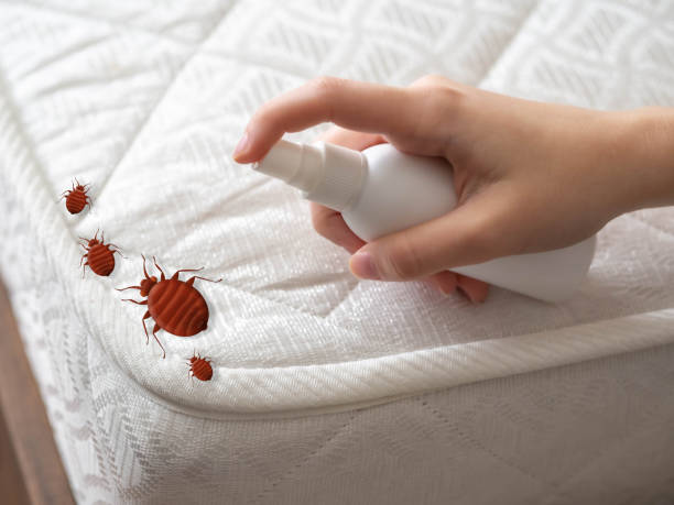Best Spider Control Near Me  in Brillion, WI